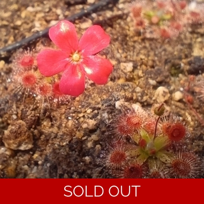 Drosera pulchella 44A, 10+ gemmae